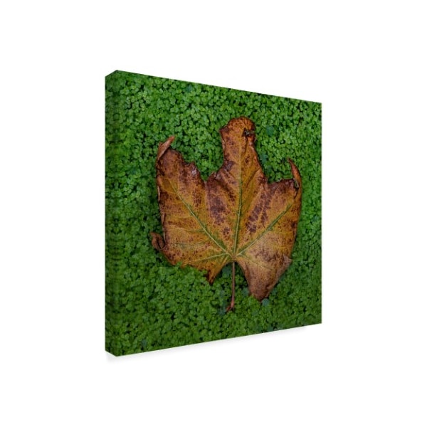 Lori Hutchison 'Last Fall Leaf' Canvas Art,14x14